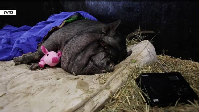 Please Meet This Very Good, Very Fat Pig