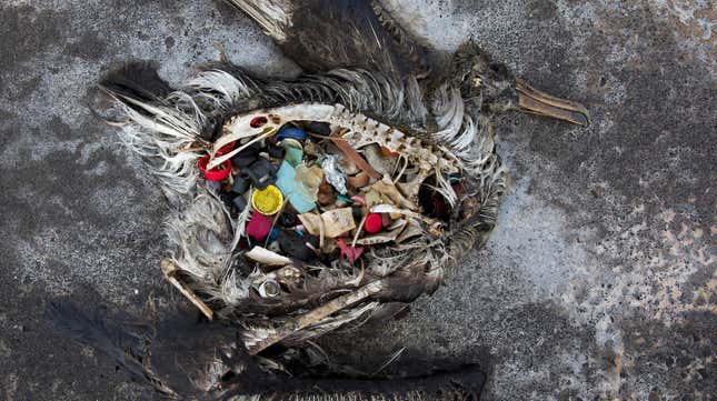 Whales, Meet Garbage Patch