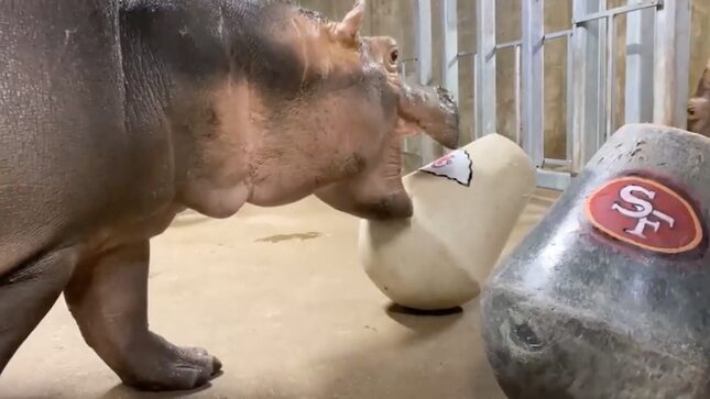 Fiona the Hippo May Be Clairvoyant