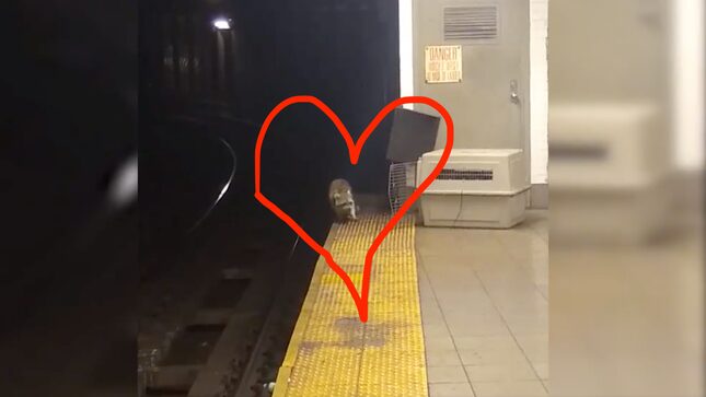 My Winter Crush Is Subway Raccoon