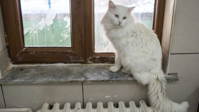 Coronavirus Has Come for Our Cats