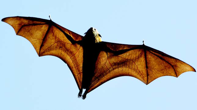 Misogynist Bat Bites Only Openly Female Presidential Candidate