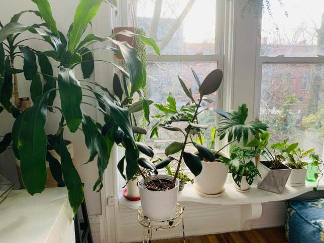 My Year in Plants