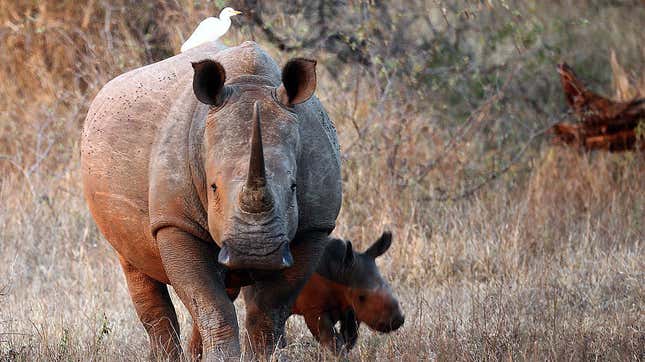 Suspected Rhino Poacher Killed by an Elephant, Eaten by Lions