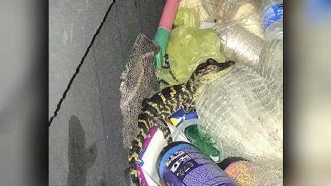 Florida Woman Pulls Foot-Long Alligator From Her Yoga Pants During Traffic Stop