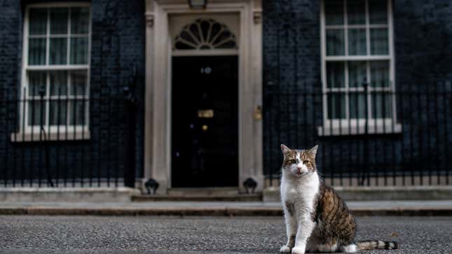 Make the Cat Prime Minister