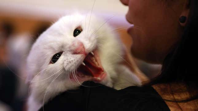 Sorry, Your Cat Might Consume Your Corpse When You Die Alone
