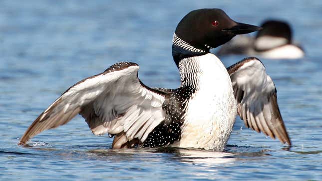 A Loon Stabbing a Bald Eagle Through the Heart Is Probably a Metaphor