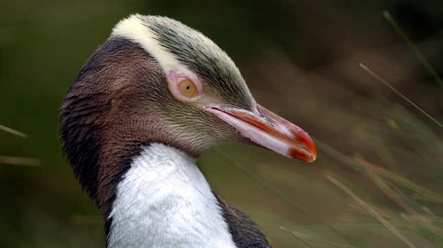 Congratulations to This Antisocial Screaming Penguin for Winning New Zealand's Bird of the Year Poll