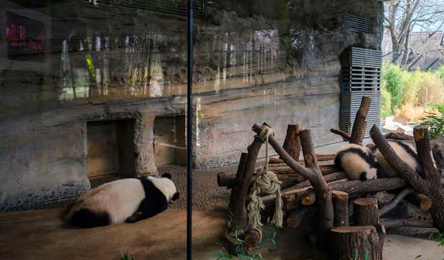 Zoo Animals Are Bored Now