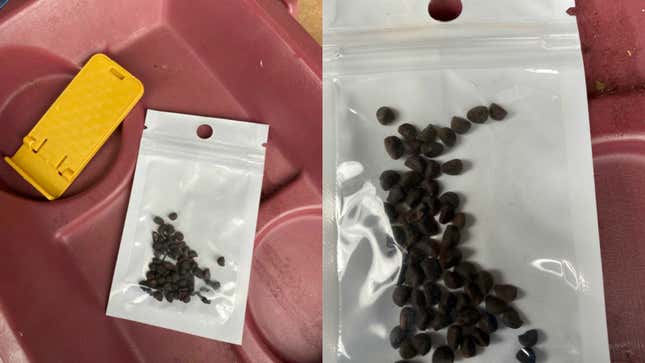 No, You Should Not Plant Any Mystery Seeds You Get in the Mail