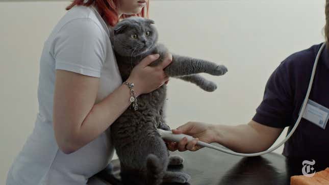 This Doc About a Man and His Cats Is as Moving as It Is Absurd
