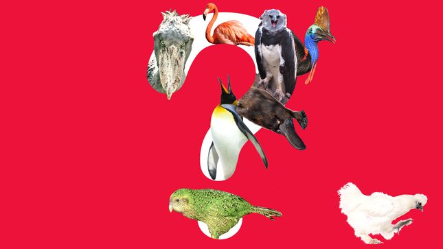 There Are 5 Good Birds—But Which 5?