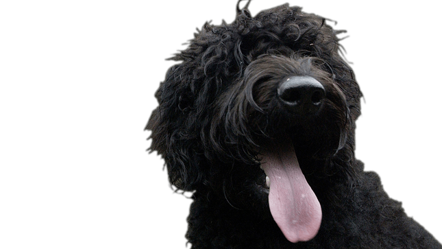 The Inventor of the Labradoodle Is Filled With Regret