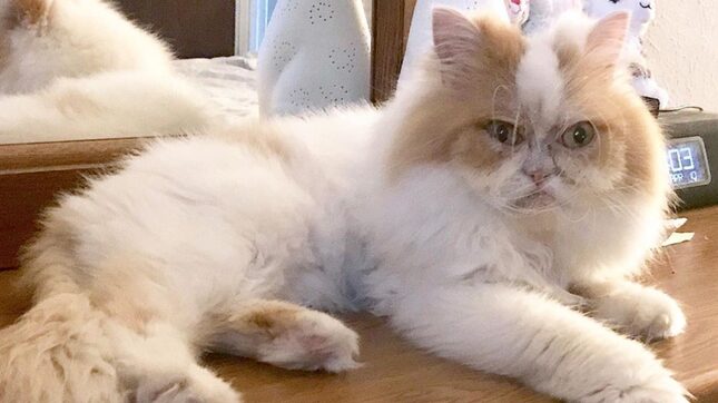 Saturday Night Social: Grumpy Cat Is Dead. Long Live Grumpy Cat.