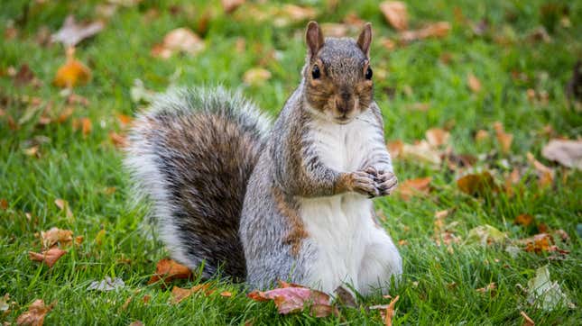 'Possibly Deranged' Queens Squirrel Apologizes for Biting Neighbor: 'This Is Not Who I Am'