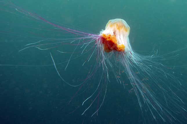 Maineweek Madness: Protests, Obviously, and Also Some Killer Jellyfish