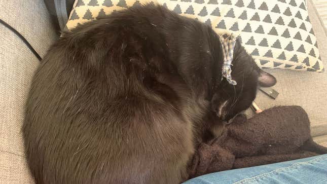 Please Teach This Cat How to Properly Practice Social Distancing