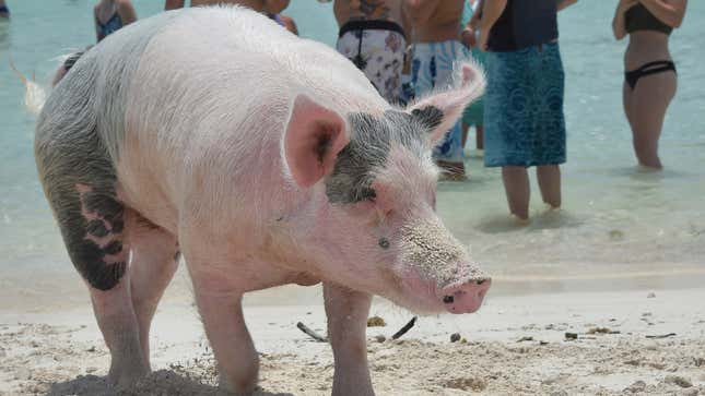 Pig Beach Is Dead