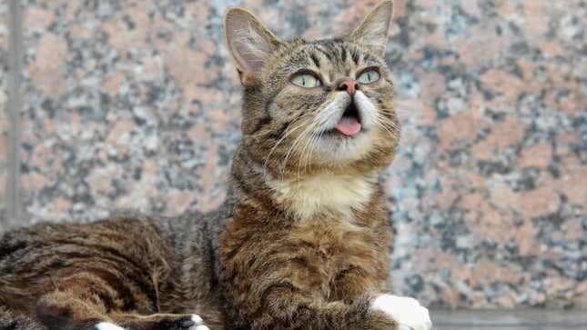 This Cat Is Dead