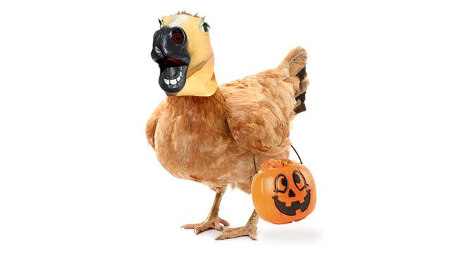 Dress Your Chickens in Leather and Lace This Halloween