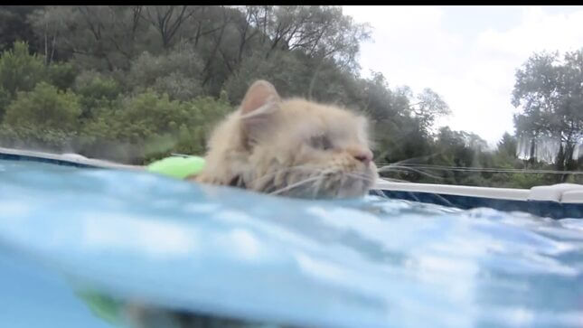 Follow This Swimming Cat's Example and Go to the Pool Immediately