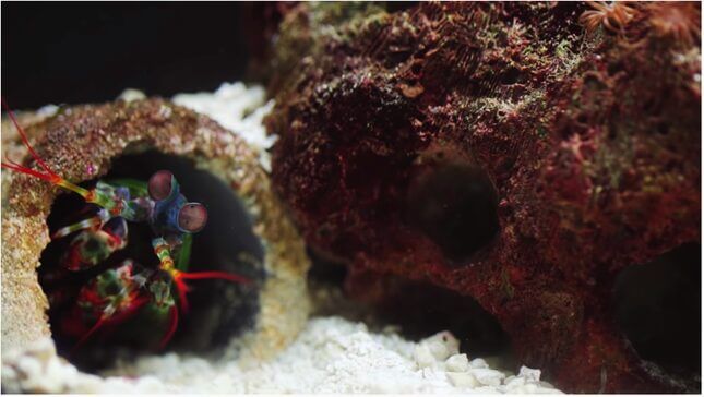 All Hail the Tidy, Overly Anxious Mantis Shrimp, an Icon