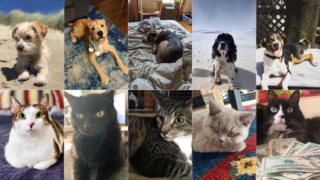 A Definitive Ranking of All the Jezebel Pets, As Judged by 3 Kids