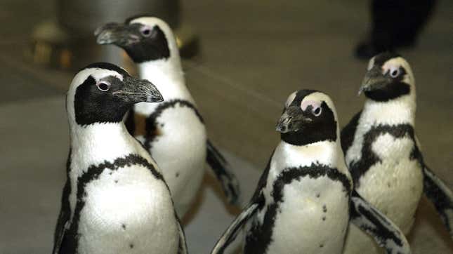 Saturday Night Social: When Monster Penguins Ruled the Seas