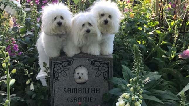Barbra Streisand's Dogs: We Miss Our Dead Clone Mom