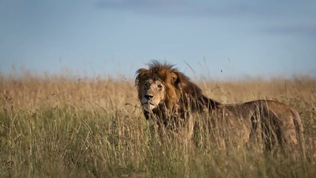 Male Lions Are Bullshit