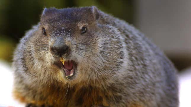 PETA Wants a Robot Groundhog to Predict the Weather
