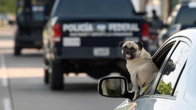 Are Dogs Good Drivers? A Tiny Jezebel Investigation