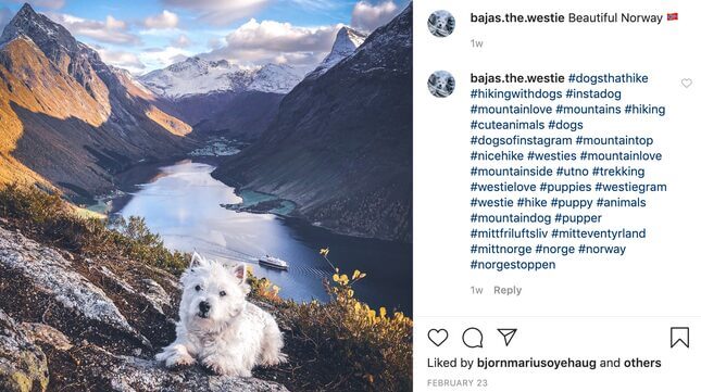 A Brief Interview With a Man Who Takes Majestic Photos of His Tiny, Impossibly Athletic Dog