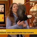 What Do Oprah Winfrey and an Unruly Chicken Have in Common?