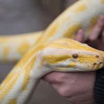 Austrian Man Bitten By Neighbor's Python That Somehow Ended Up Inside His Toilet