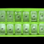 Embryo Adoption: This Is Really a Thing That Is Happening