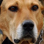 JEZEBEL EXCLUSIVE: Andrew Lloyd Webber's Dog BREAKS Her Silence