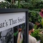 Flower That Looks Like a Peen and Smells Like Death Blooms at Abandoned Gas Station: Nature Is Healing