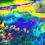 Small Mercies: Magic Mushrooms Helped Me Regain Control of My Brain
