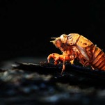 Eat the Cicadas, You Cowards