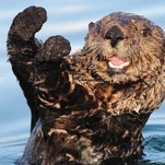 Otters Have Joined the Ocean's Battle Against Man