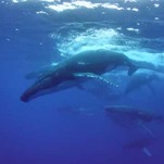 What The Loneliest Whale Tells Us About Ourselves