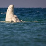 Why Is This Beluga Whale So Ripped?