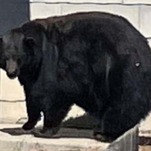 A Mother Bear Named 'Hank the Tank' Broke Into 21 Homes Before Getting Caught
