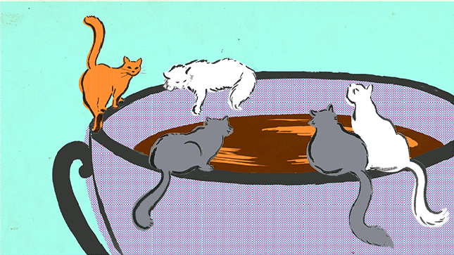 I Went to a European Cat Cafe and Was Roundly Ignored by All the Cats
