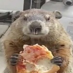 Animals, Now Doing Whatever the Fuck They Want (Pizza Groundhog Edition)