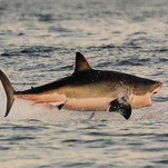 Trump Loathes Sharks, Which Have No Use for His Petrified-Beef-Jerky Ass