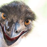 I've Seen Enough: Do Not Get an Emu