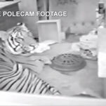 Ming, the Tiger Who Once Lived in a New York Apartment, Is Dead at 19
